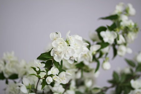 Soft daylight illuminates white flowers.の写真素材