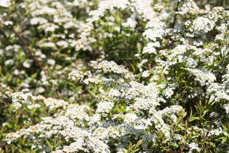 Spiraea cinerea bush in bloom.