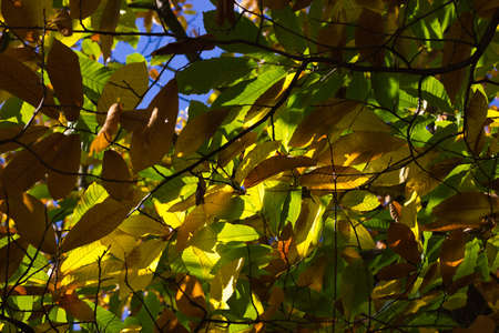Tree leavesの写真素材