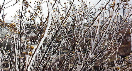 frostの写真素材