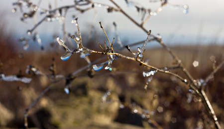 invernal frostの写真素材
