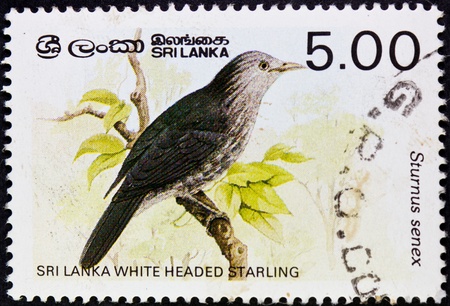 SRI LANKA - CIRCA 1987 : A stamp printed in Sri Lanka,shows a white headed starling,circa 1987.のeditorial素材