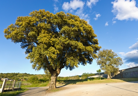 A Big Green treeの写真素材
