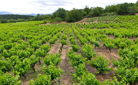 A vineyard in the region of Bierzoの写真素材