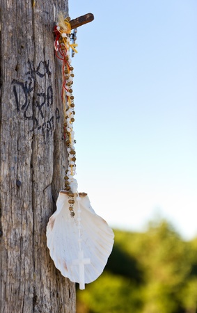 Pilgrim Shell in の写真素材