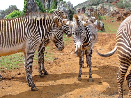 Zebras in Cabarceno Park,Spain.の写真素材