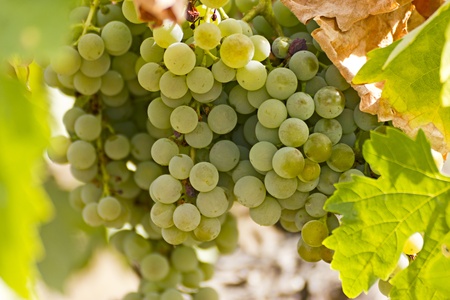Gold grapes in the vineyard の写真素材