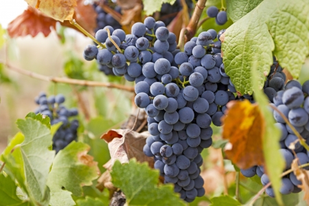 Red grapes in the vineyard の写真素材