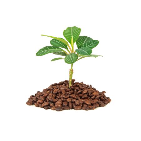 Growing coffee plant isolated on white background.の写真素材