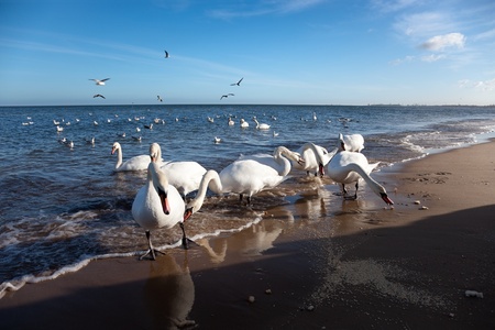 A group of swans eating bread.の写真素材