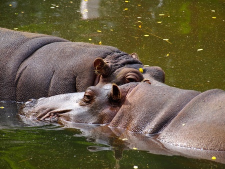 Two hippos resting in the water at the zoo in Oliwa, Poland.の写真素材