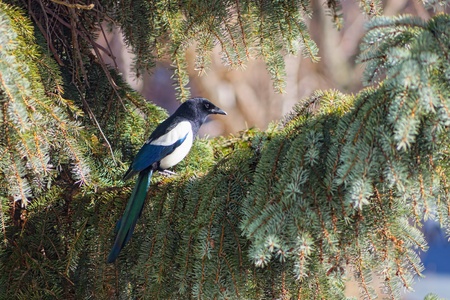 Single magpie on a tree  の写真素材