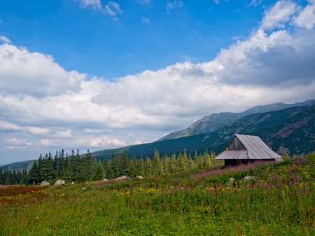 Summer landscape with pink flowers in front and Tatra, Poland の写真素材