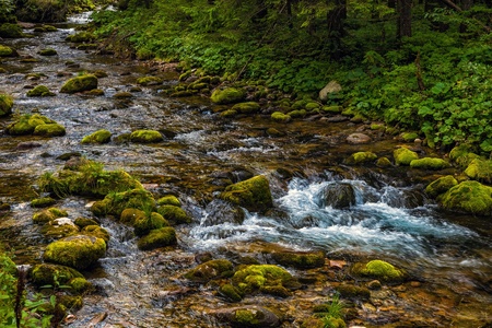 Small creek flowing through a forest in Tatra Mountains, Poland 