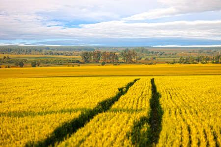 Summer landscape with field and meadow の写真素材