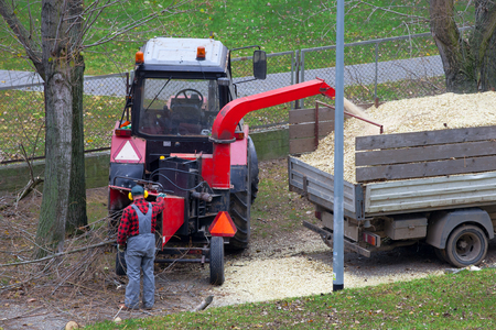 Worker putting tree branches into a chipper truck 