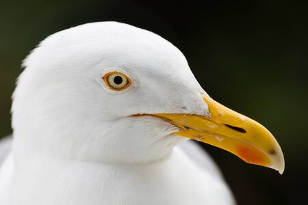Seagull head close up profile isolated against plain.の写真素材