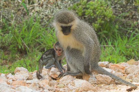Mother and  Vervet Monkeyの写真素材