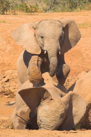Juvenile elephants playing a dominance gameの写真素材