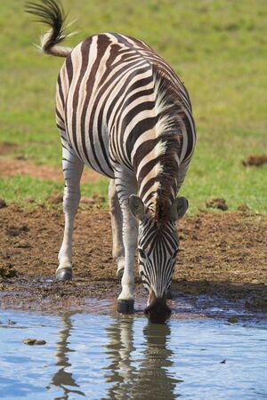 Zebra drinking water with reflectionの写真素材