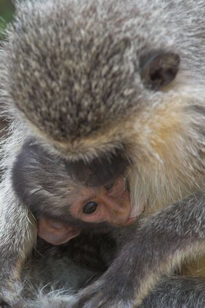 vervet monkey sucklingの写真素材