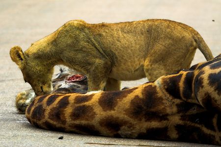 Lion cub feeding on the neck of a giraffeの写真素材