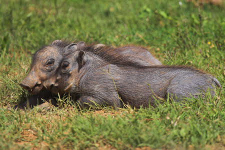 Juvenile Warthogs playing