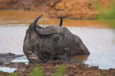 Old Cape Buffalo cooling off in the waterの写真素材