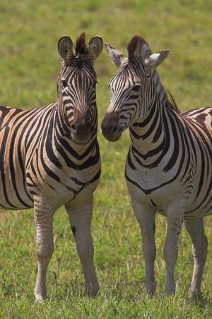 Two Zebras facing the cameraの写真素材