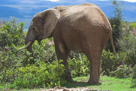 Male African Elephant feedingの写真素材