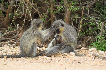 Vervet Monkey Family grooming and  Feedingの写真素材