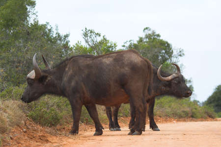 Buffalo guarding each others backの写真素材