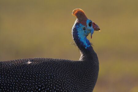 Guineafowl close up, landscapeの写真素材