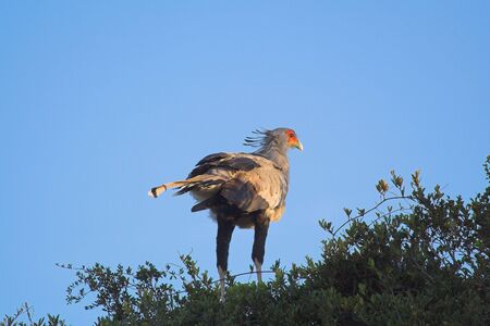 Secretary bird on its nestの写真素材