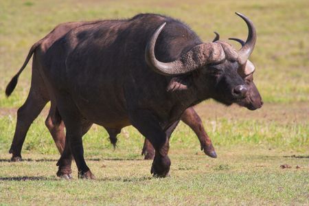 Cape buffalo on the African grass plains