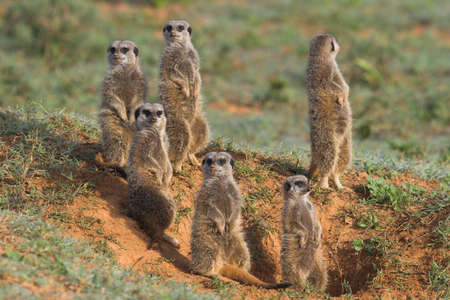 Meerkat Family basking in the morning sunの写真素材