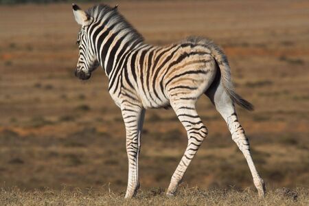 Zebra Foal uneasy on its legsの写真素材