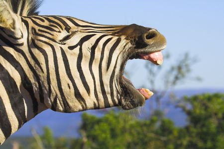 Zebra yawning with its mouth wide open. Good shot for dental projectsの写真素材