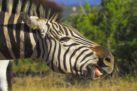 Zebra showing its bottom row of teethの写真素材