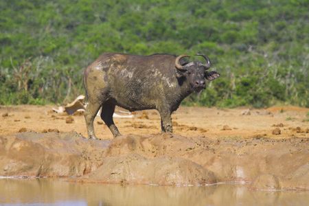 Muddy Cape Buffalo at the waterholeの写真素材