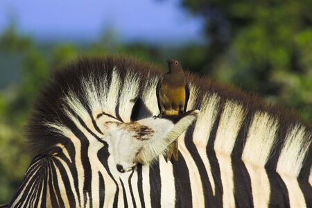 Juvenile red-billed oxpecker on the ear of a zebraの写真素材