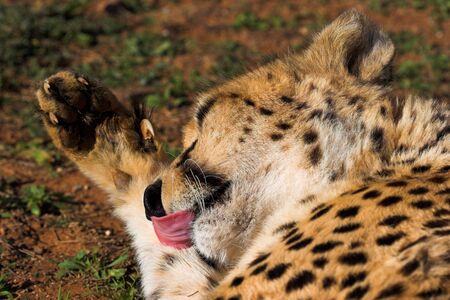 Cheetah cleaning its pawの写真素材