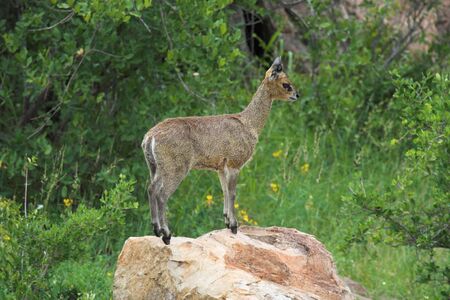 Klipspringer standing on a rockの写真素材