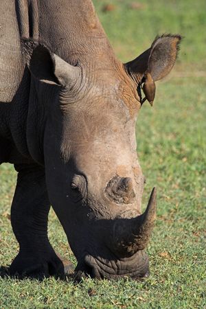 Close up of a white rhino feedingの写真素材