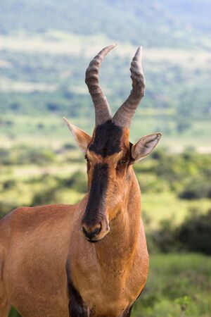Red Hartebeest side profile portraitの写真素材