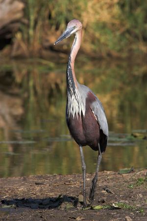 Goliath Heron scannin the estuary for preyの写真素材