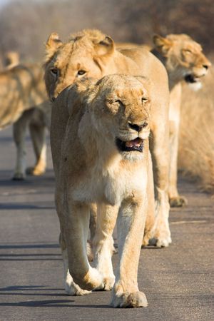 Pack of lions walking down the roadの写真素材