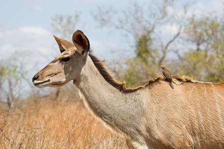 Kudu Female with a Red-Billed oxpecker on her backの写真素材