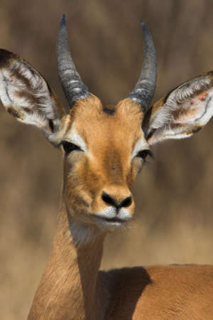 Young Impala Male with its ears spreadの写真素材