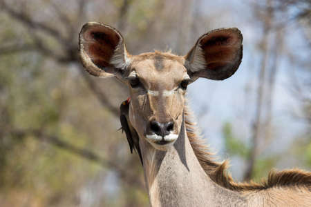 Kudu female with Oxpecker looking at the cameraの写真素材